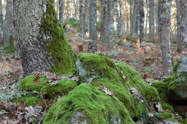 森林の苔でいっぱいの樹幹