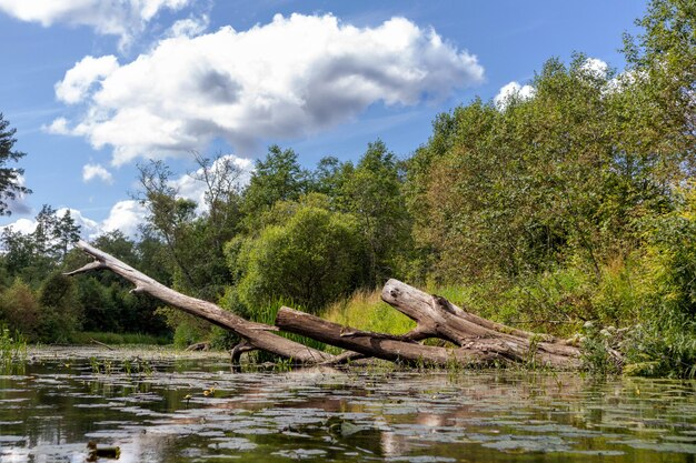 ствол дерева лежит в воде.