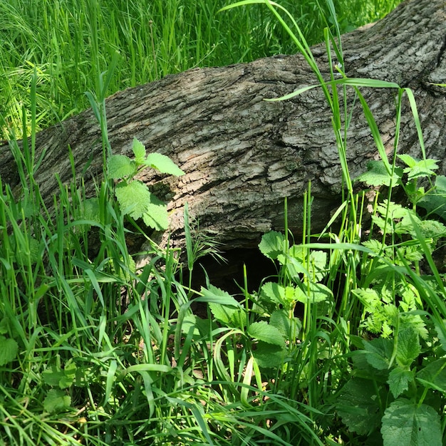 A tree trunk is surrounded by tall grass and weeds.