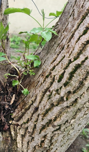 A tree trunk is wrapped around a tree with a plant growing out of it.