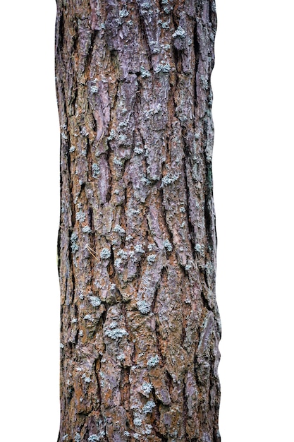 Foto tronco d'albero isolato su sfondo bianco