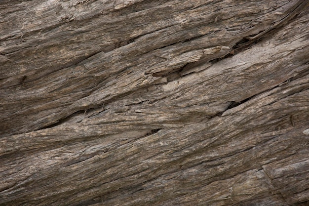 Tree trunk old plant natural texture