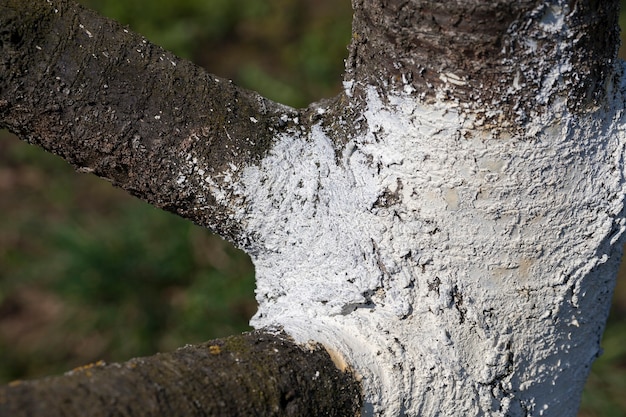 Tree trunk parts with bark for protection