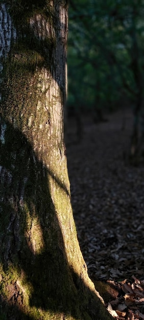 Tree trunk in the shade