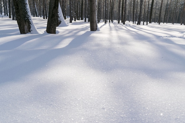 Тени стволов деревьев на блестящем снегу в зимнем лесу