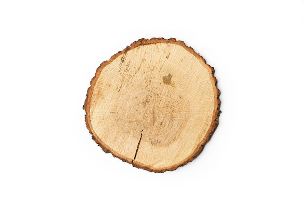 Tree trunk slice on a white background with copy space