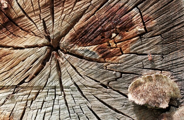 Tree trunk and small insect