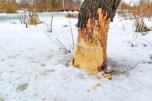 ствол дерева в снегу, глотанный бобрами возле реки