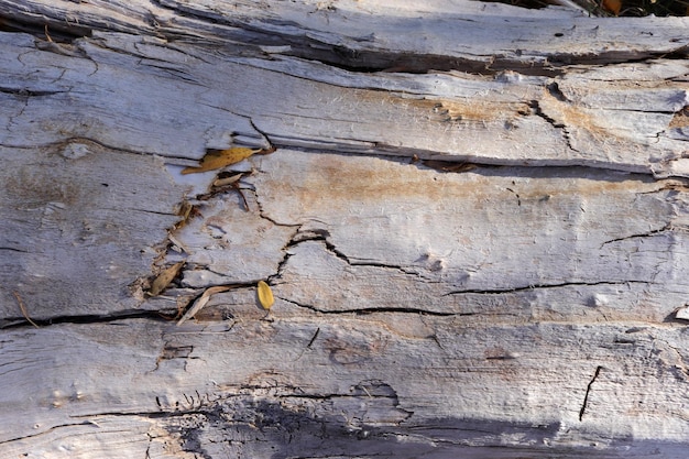Tree trunk texture background abstract