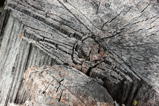 Tree trunk texture background