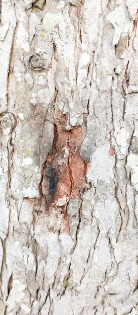 tree trunk texture