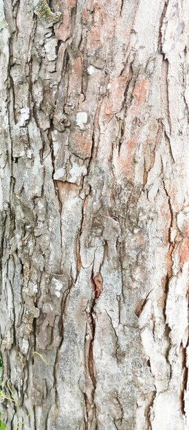 tree trunk texture