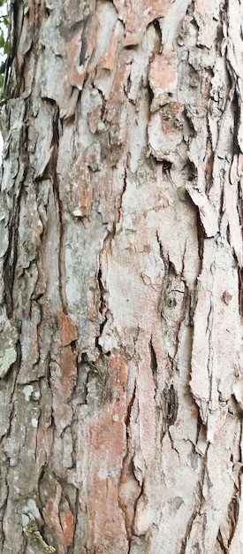 tree trunk texture