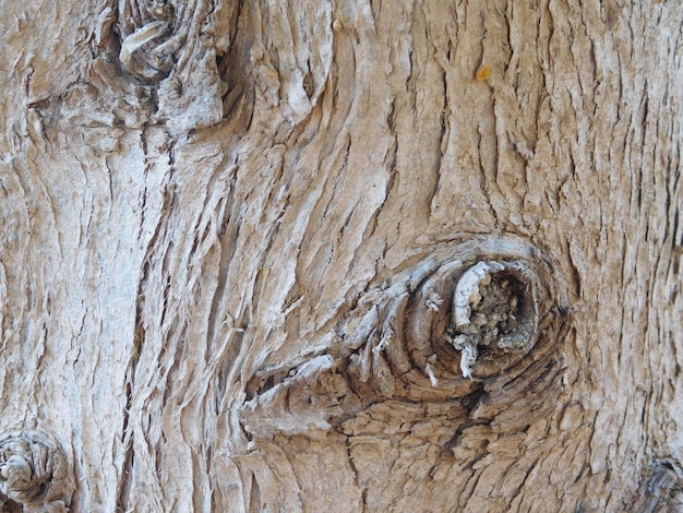 Tree trunk texture