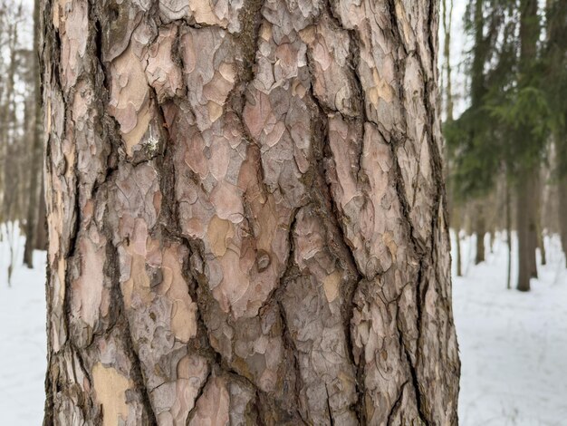 樹幹の樹皮のパターン