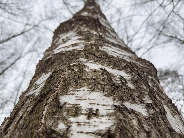 Tree trunk tree bark pattern