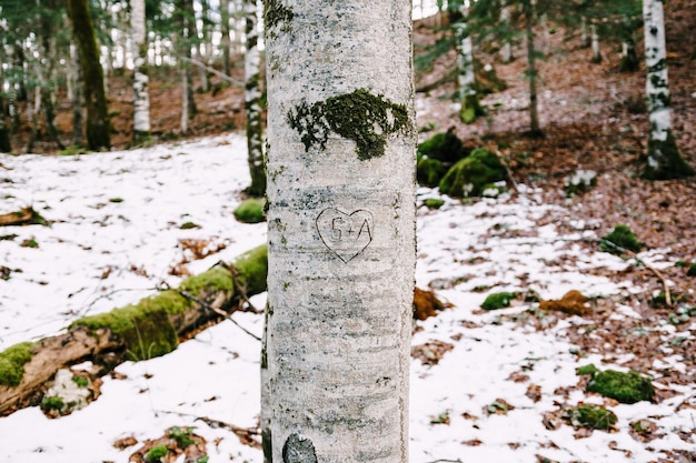 바이오그라드스카 고라 공원 몬테네그로에 새겨진 하트와 이니셜이 있는 나무 줄기