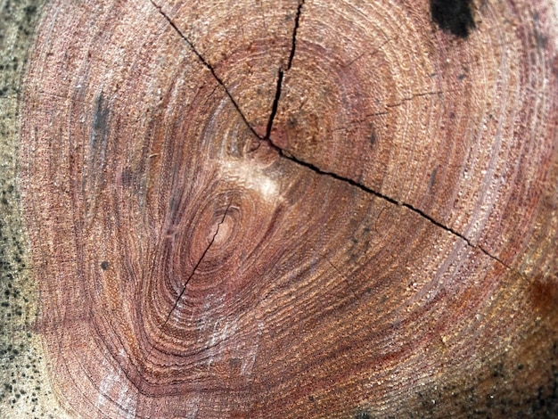 Ствол дерева с поперечным сечением древесины