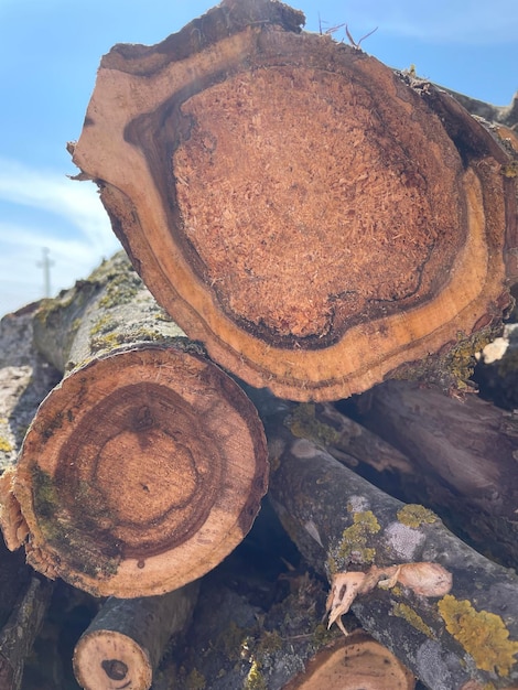 Photo a tree trunk with a figure on it