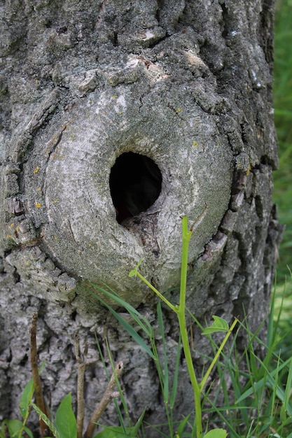 Photo a tree trunk with a hole in it