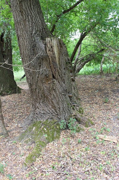 A tree trunk with a knot