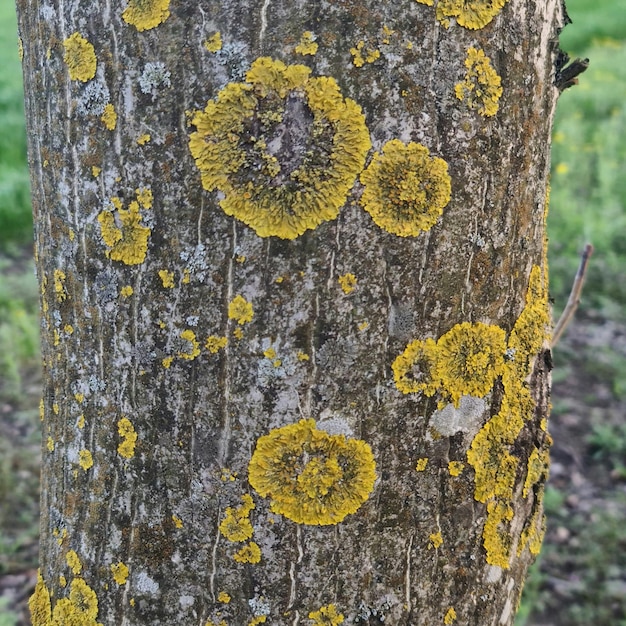 Photo a tree trunk with lichens on it.