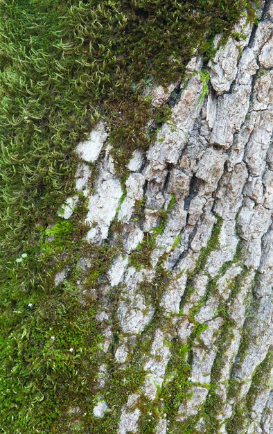 Tree trunk with moss close  