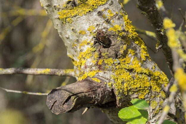 Tree trunk with moss in the forest