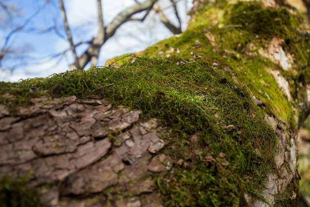 A tree trunk with moss on it