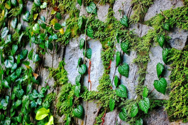 Photo a tree trunk with moss and moss growing on it