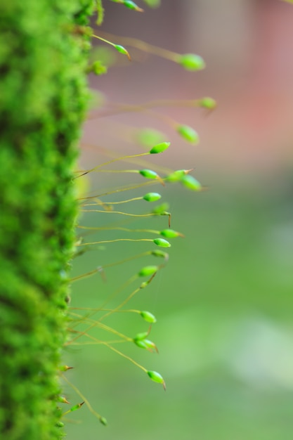 Tree trunk with moss