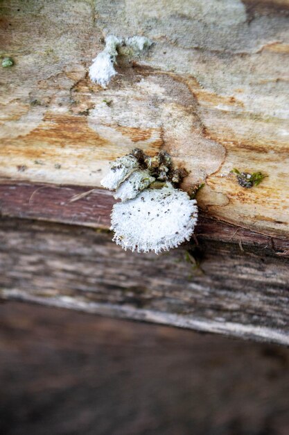 Photo a tree trunk with a mushroom on it a mushroom sits on a log in the woods high quality photo