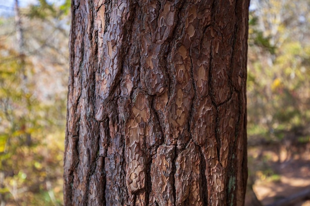 A tree trunk with a textured bark and a tree with a blue sky in the background.