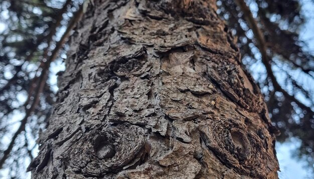 織り目加工の樹皮を持つ木の幹。