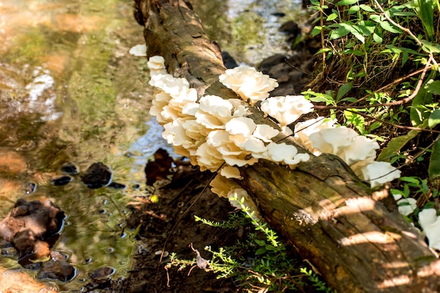 Tree trunk with white fungi mushrooms on a riverside tree in Brazil