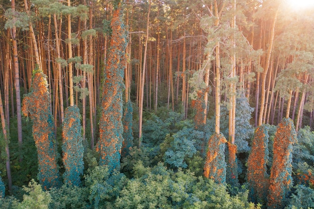 가을 숲에서 뒤틀린 식물로 꼰 나무 줄기.
