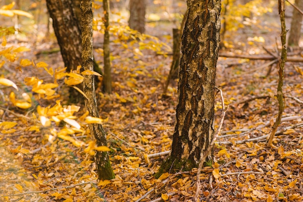 Tree trunks and branches with yellow leaves in the autumn forest