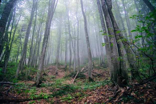 Tree trunks in the fog Forest High quality photo