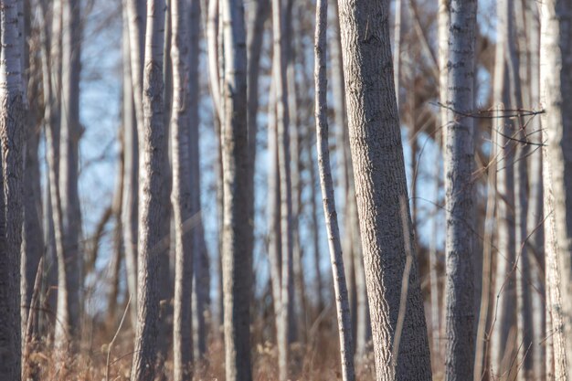 Tree Trunks Forest, Natural Textured Background