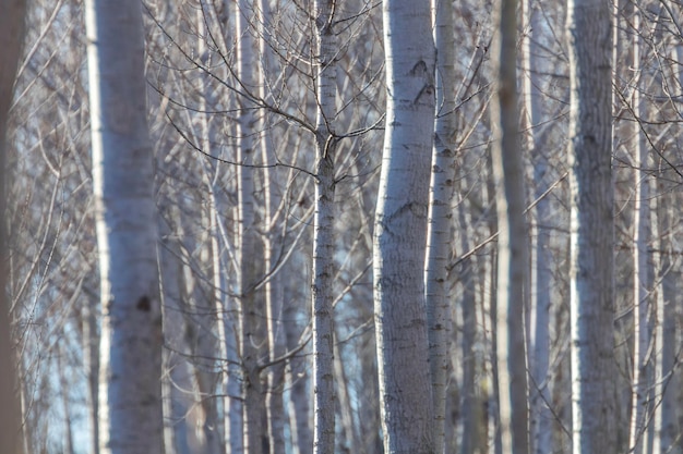 Tree Trunks Forest, Natural Textured Background