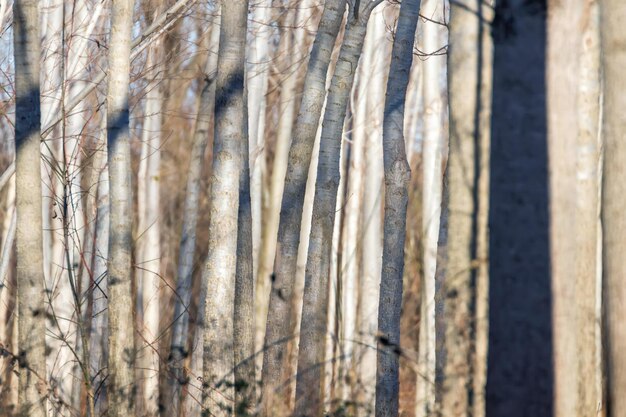 木の幹の森、自然な織り目加工の背景