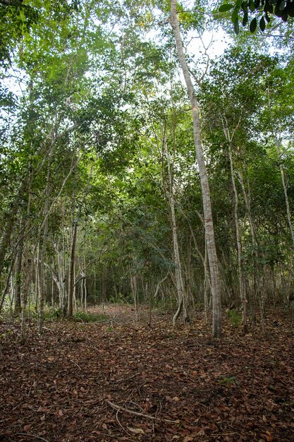 Фото Стволы деревьев в тропических лесах с полем, заполненным органическим веществом