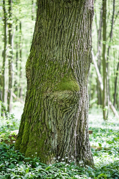 Photo tree trunks on landscape