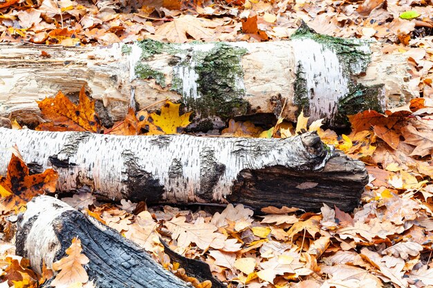 Tree trunks on meadow covered by fallen leaves