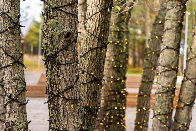 Tree trunks in the park decorated with garlands of lights