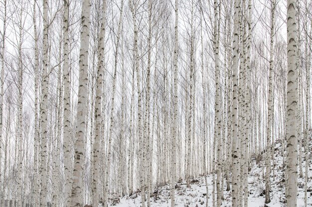 Photo tree trunks on snow covered field