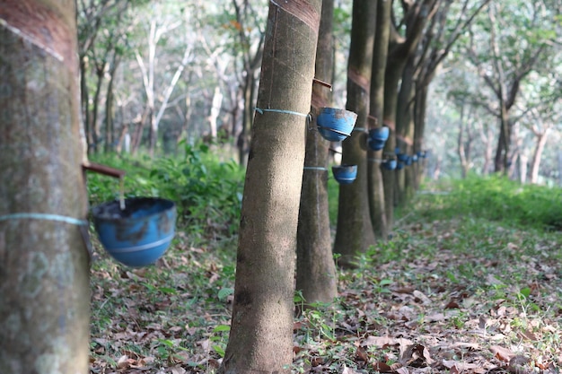 Photo tree trunks with containers in forest