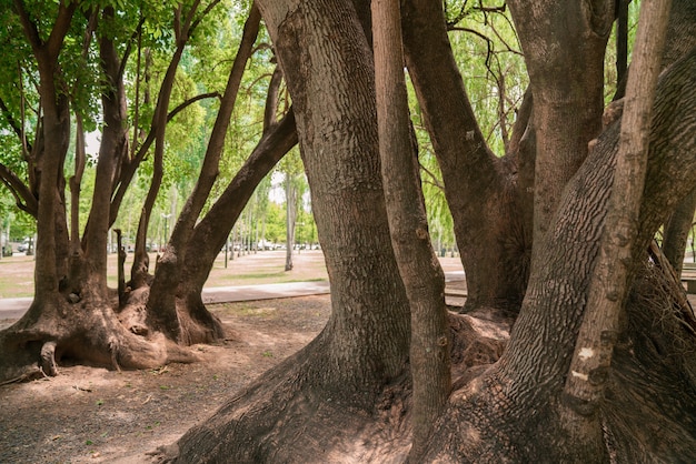 Стволы деревьев с большими корнями в парке