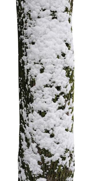 Tronchi d'albero con neve isolati su sfondo bianco Foto Premium