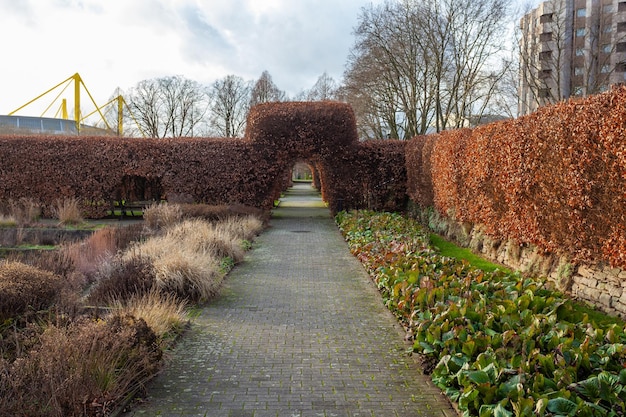 Tree tunnel in Dortmund Trees are trimmed to arc